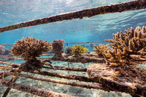 Riffrestaurierung durch Korallenfarmen