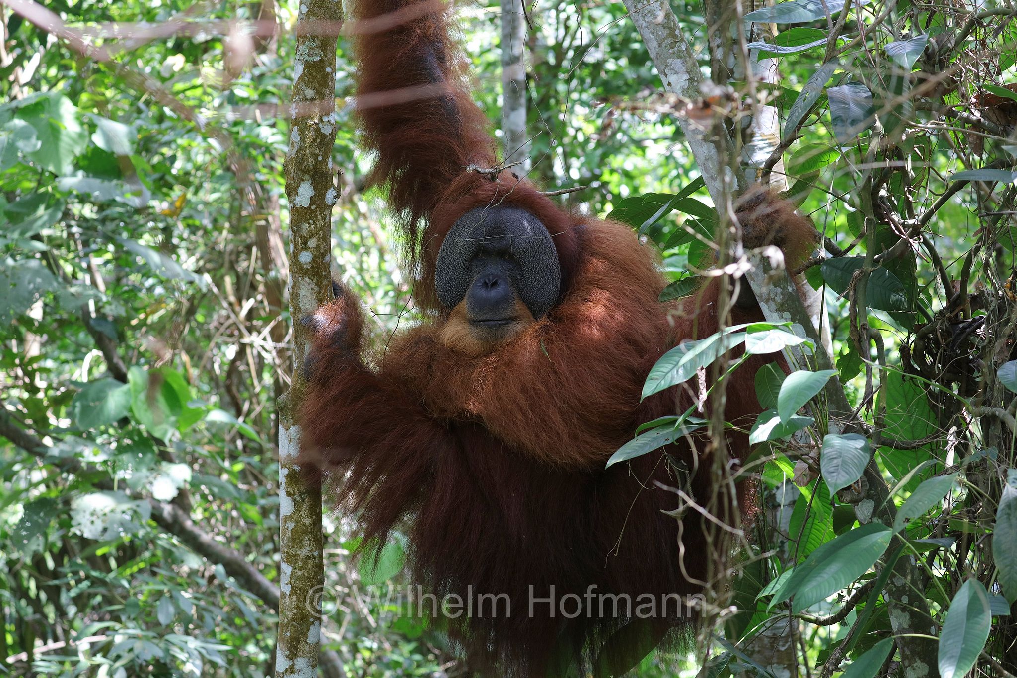 Sumatran orangutan, Sumatra-Orang-Utan, orango di Sumatra, Pongo abelii, Gunung Leuser National Park, Nationalpark Gunung Leuser, parco nazionale di Gunung Leuser, Bukit Lawang, Sumatra, Indonesia, Indonesien