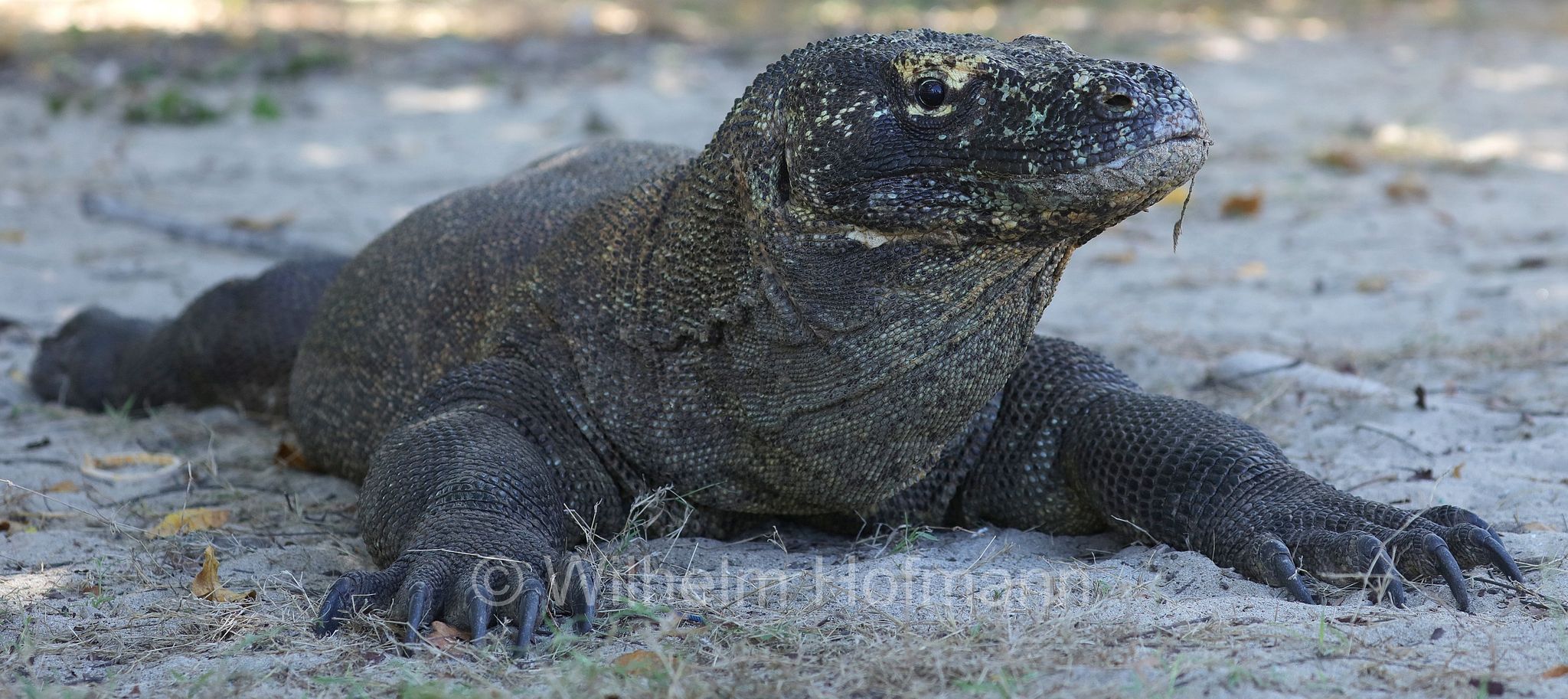 Komodo dragon, Komodo monitor, Komodowaran, Komododrache, varano di Komodo, drago di Komodo, Varanus komodoensis, Komodo Island, Komodo, Lesser Sunda Islands, Kleine Sundainseln, Piccole Isole della Sonda, Nusa Tenggara Islands, Kepulauan Nusa Tenggara, Indonesia, Indonesien