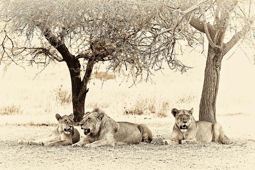 Photo sepia de lions au repos en Tanzanie