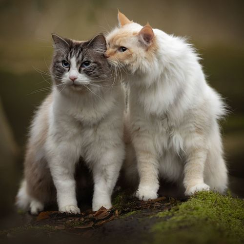 Kattenfotografie Amsterdam