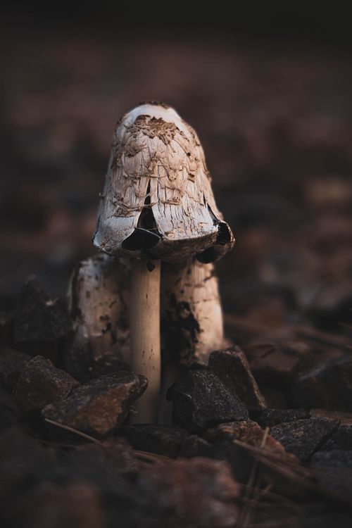 Mushroom Cluster