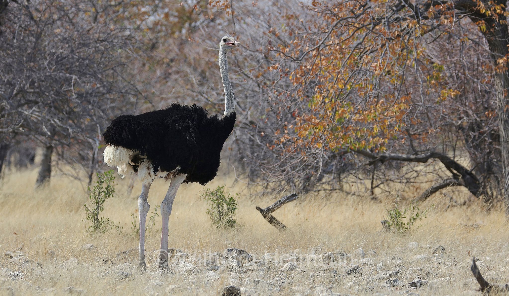 South African ostrich, black-necked ostrich, Cape ostrich, southern ostrich, Südafrikanischer Strauß, struzzo sudafricano, struzzo dal collo nero, struzzo del Capo, struzzo australe, Struthio camelus australis, Etosha-Nationalpark, Etosha National Park, parco nazionale d'Etosha, Namibia