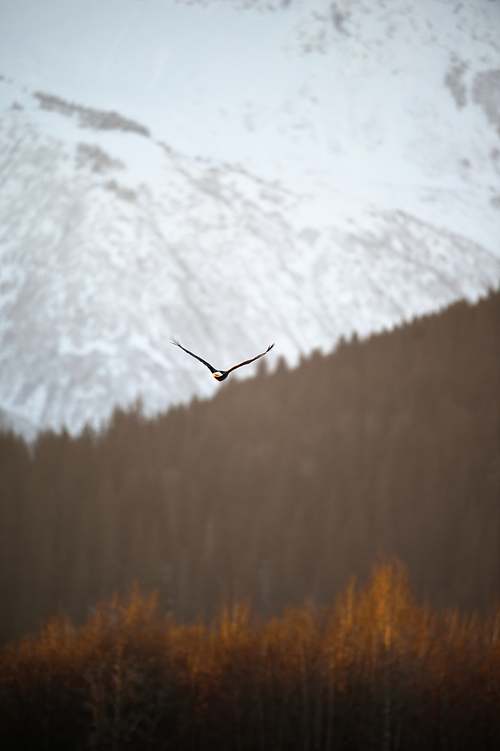 Best place for bald eagle photography workshop & guide tour in the US.  Located in the Midwest (Iowa & Illinois) and Alaska, United States.