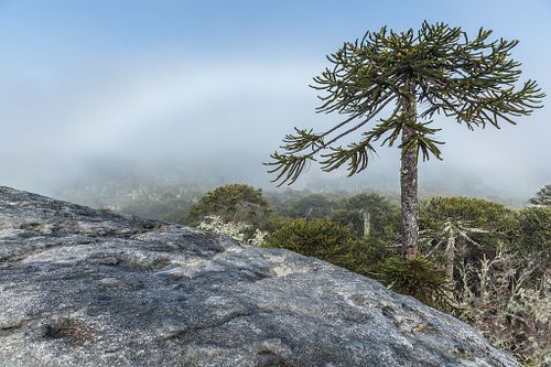 Cordillera de Nahuelbuta - 1 día