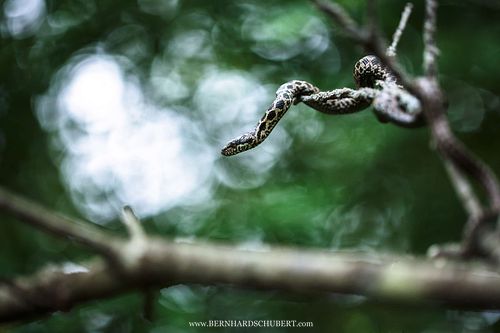 Elaphe quatuorlineata - Four-lined snake