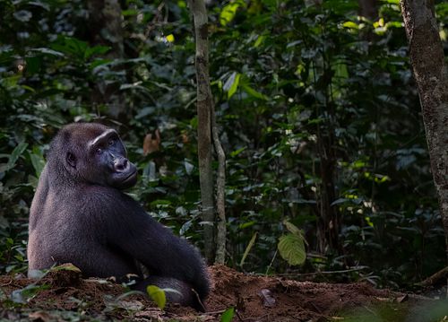 Blackback, West Lowland Gorilla, Republic of Congo, Gorilla gorilla gorilla, critically endangered species