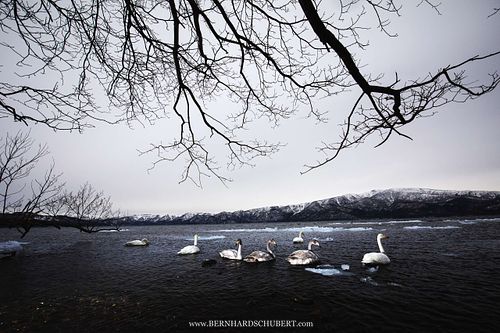 Cygnus cygnus - Whooper swan