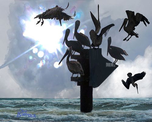 Pelican Meeting Group