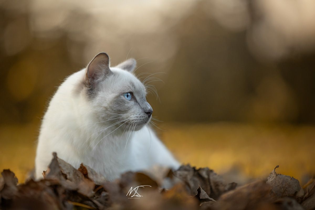 Ragdoll jonge kat die naar rechts kijkt, ligt tussen de herfstbladeren