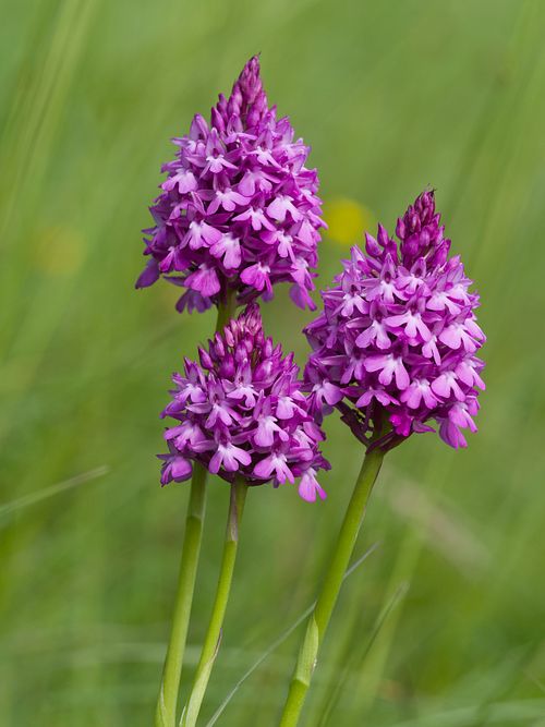 Pyramidenorchis