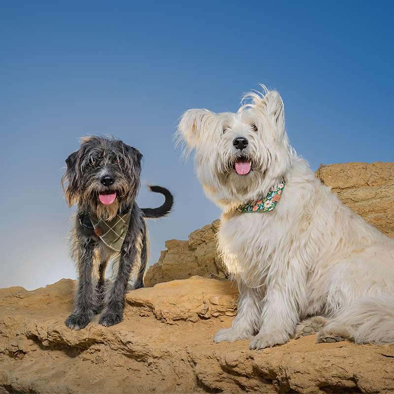 Vote for Shade and Phoebe