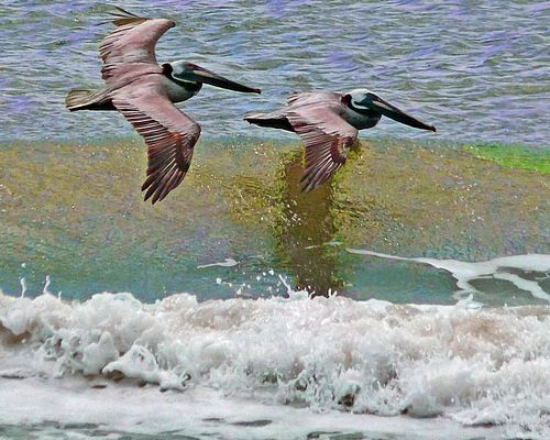Pelicans Fishing