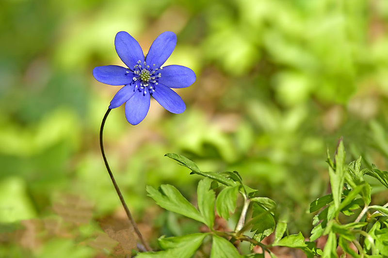 Õied loovad hetki, olenemata nende muutushetkest.