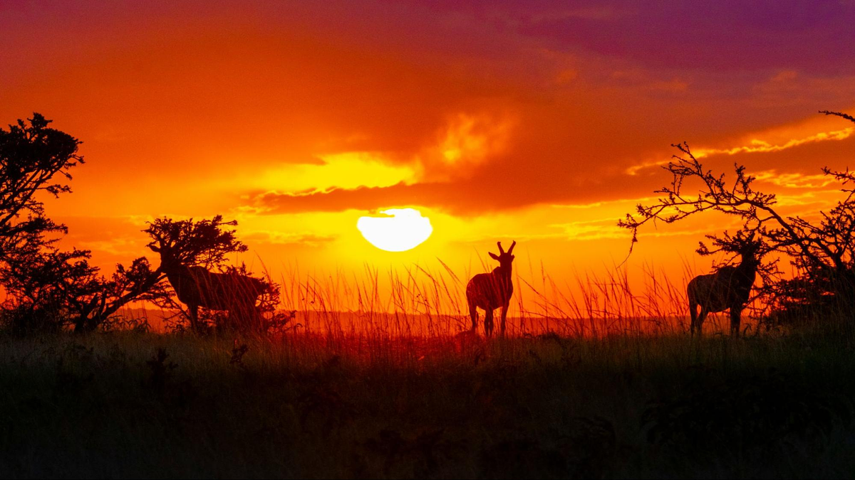 Tierfotografie