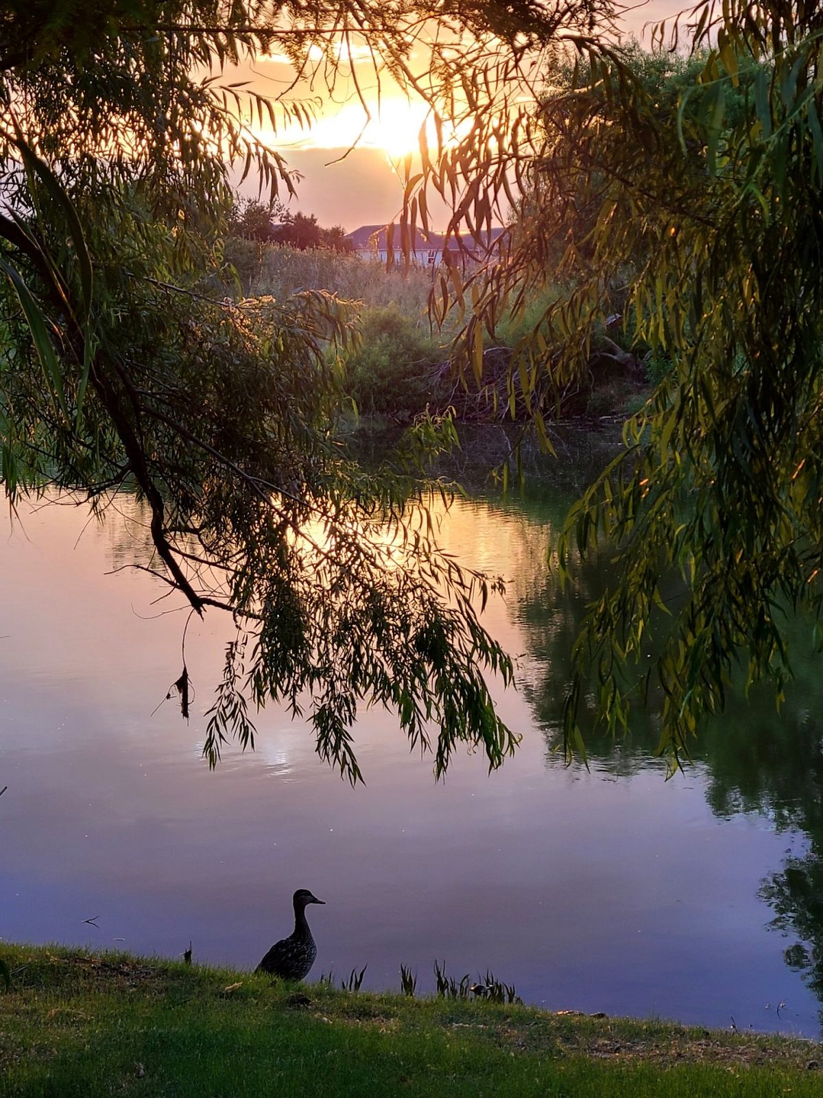 pond at sunset with ducks