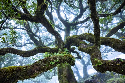 Ocotea foetens - Stinkender Lorbeer