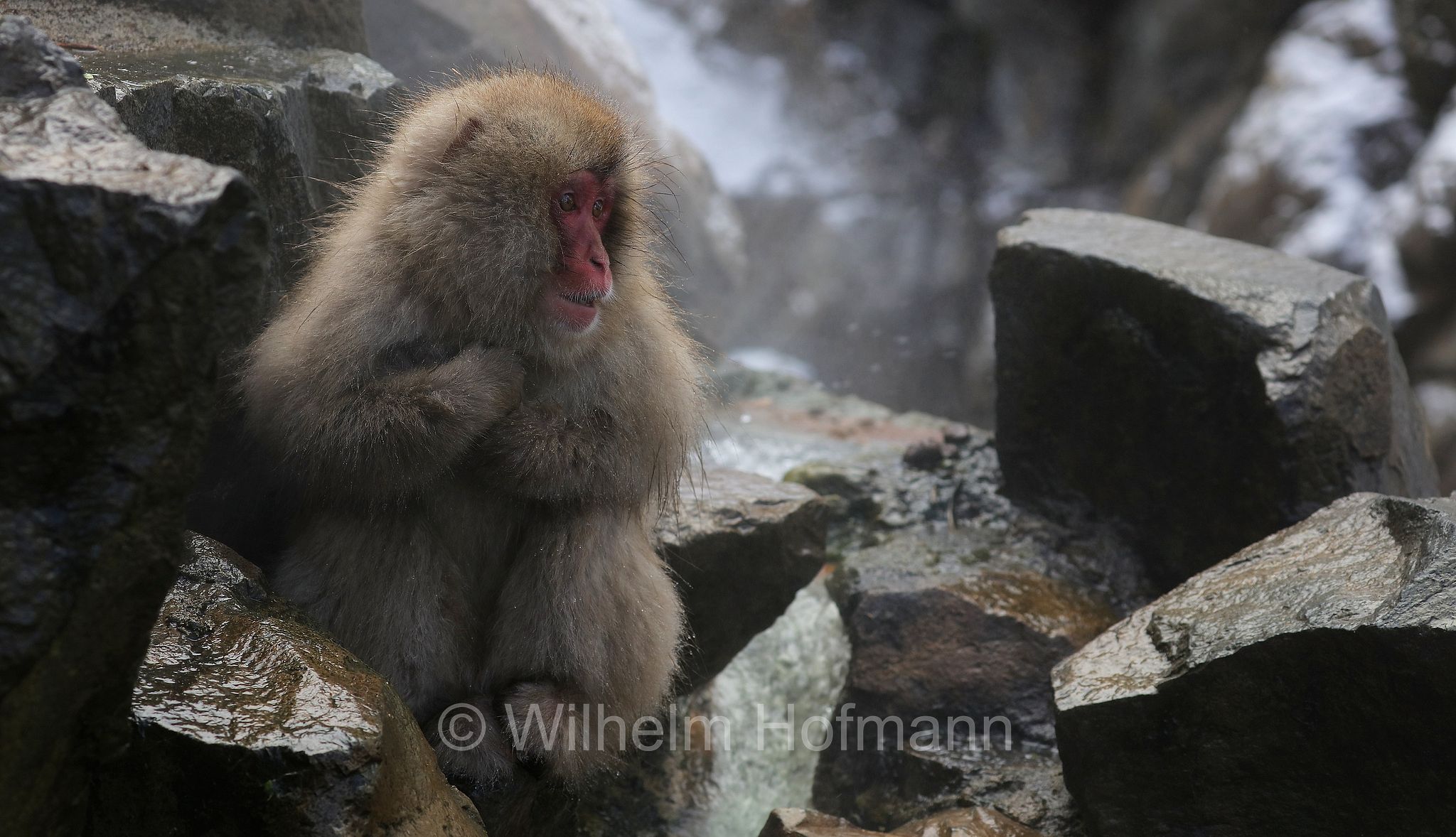 Japanese macaque, snow monkey, Nihonzaru, Japanmakak, Schneeaffe, Rotgesichtsmakake, macaco giapponese, macaco dalla faccia rossa, Macaca fuscata, Jigokudani Monkey Park, Jigokudani Yaen Kōen, Parco delle scimmie di Jigokudani, Nagano, Japan, Giappone