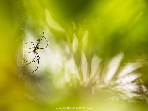 Nephila pilipes - Goldene Riesenradnetzspinne