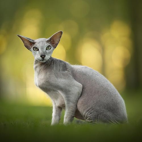 Een fotoshoot met je kat