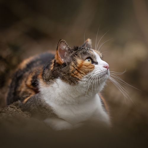 Kattenfotografie Hoorn