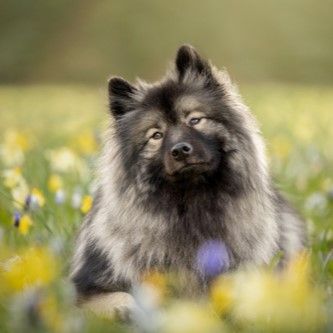 Het belang van licht bij huisdierenfotografie