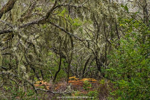 Lichen covered patch