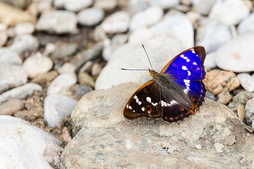 Apatura iris - Purple emperor