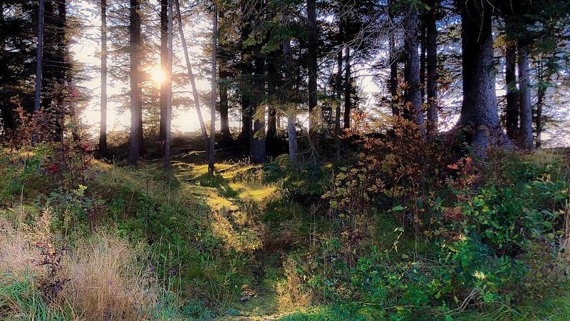 Torsdag 10. februar er eg ute heile dagen