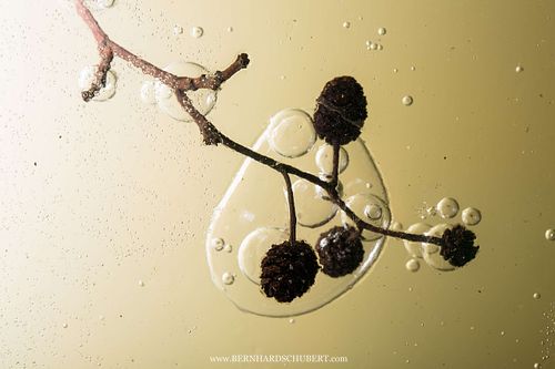 Alnus glutinosa - Schwarz-Erle