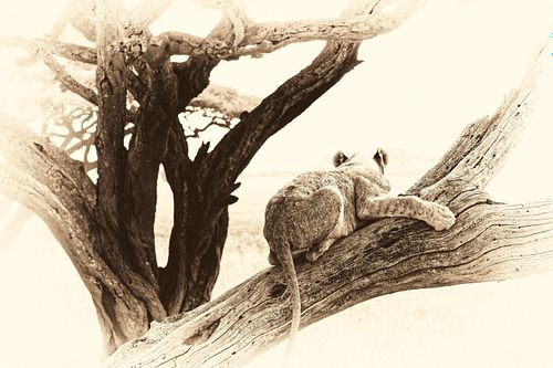 Photo sepia d'une lionne sur son arbre