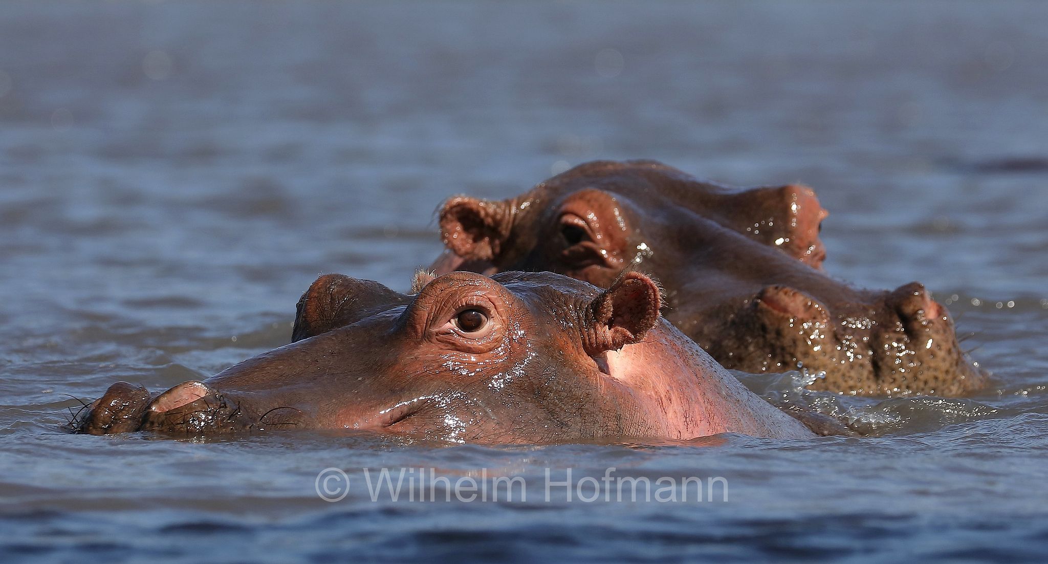 hippopotamus, hippopotamus amphibius, hippo, common hippopotamus, Nile hippopotamus, river hippopotamus, Nilpferd, Flusspferd, ippopotamo, area di conservazione di Ngorongoro, Ngorongoro Conservation Area, Ngorongoro Krater, Tanzania, Tansania