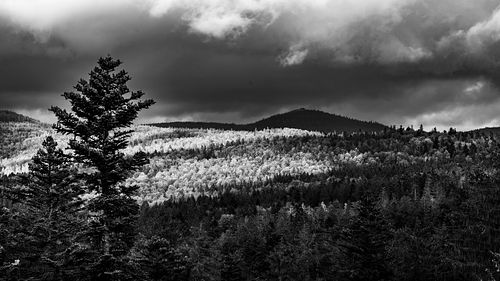 Nationalpark Bayerischer Wald