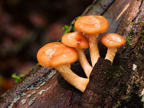 Hallimasch im Bois Banal