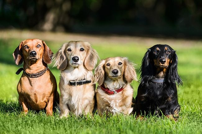 Fotografía de mascotas en grupo