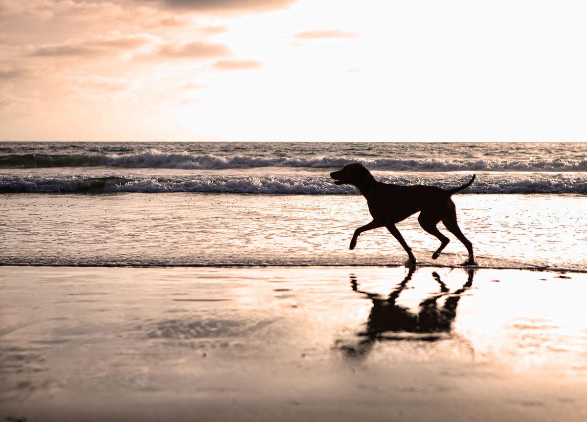 Silhouette of dog on beach at sunset