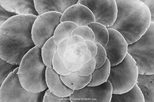 Aeonium canariense - Canary Island aeonium Detail