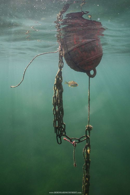 Lepomis gibbosus - Gemeiner Sonnenbarsch