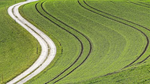 Feld mit Wintergerste