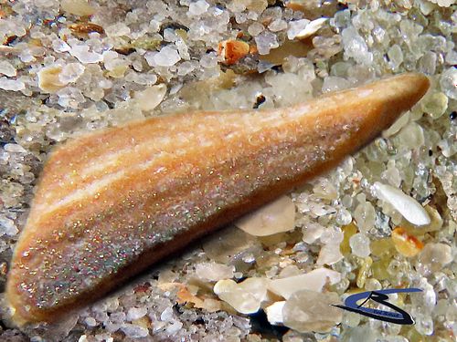 seashell sand details 13