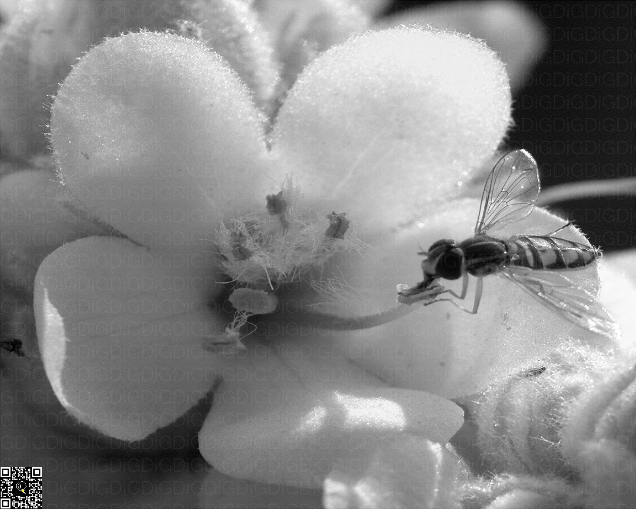 Black and white image capturing the essence of a flower and its pollinator.