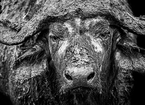Closeup Muddy Cape Buffalo