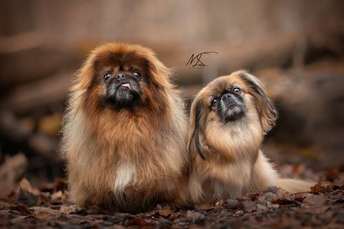 2 pekinezen die posteren voor een foto in een herfstige omgeving