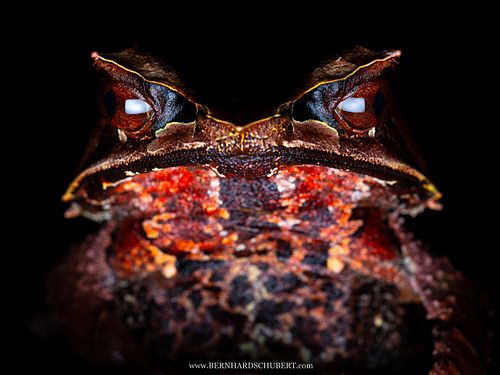 Pelobatrachus nasutus Syn. Megophrys nasuta - Zipfelkrötenfrosch