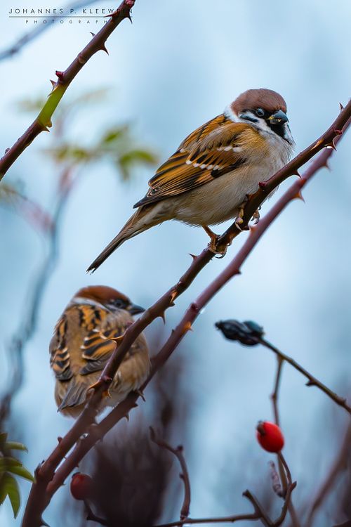 Haussperling/Spatz