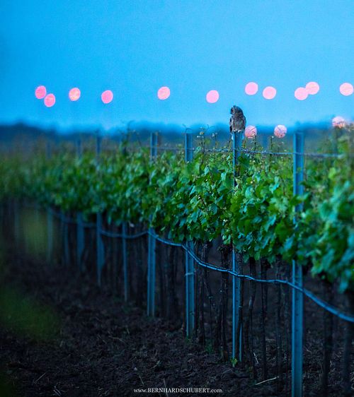Asio otus - Long-eared Owl