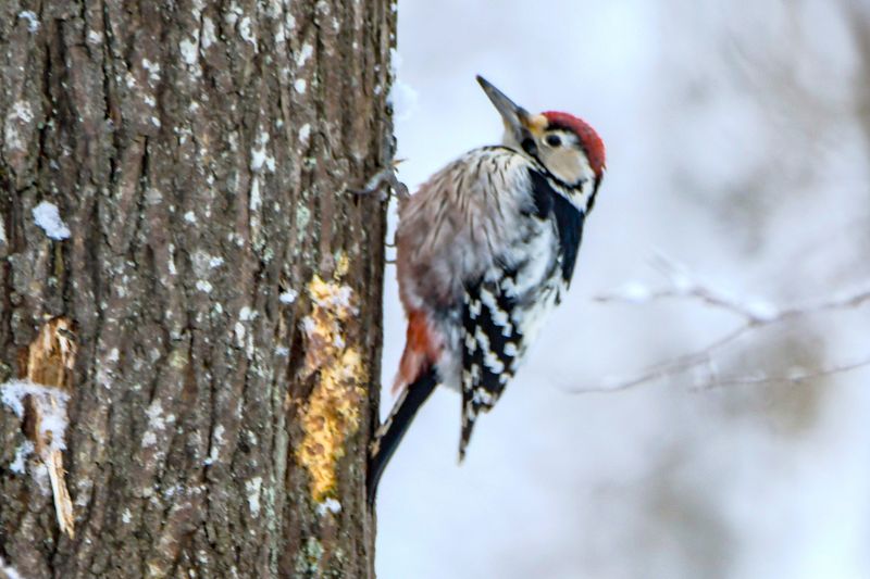 Talvise metsa rütmis rähn.