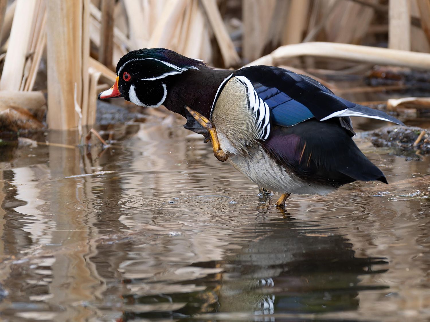 Waterfowl Gallery by Peter Weymouth Nature Photography
