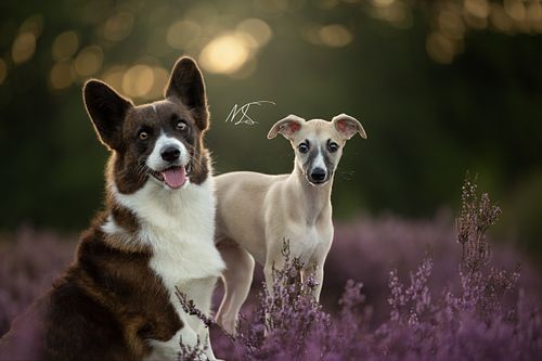Hondenfotografie Corgi en Whippet poseren samen in de heide met zonsondergang en kijken in de camera