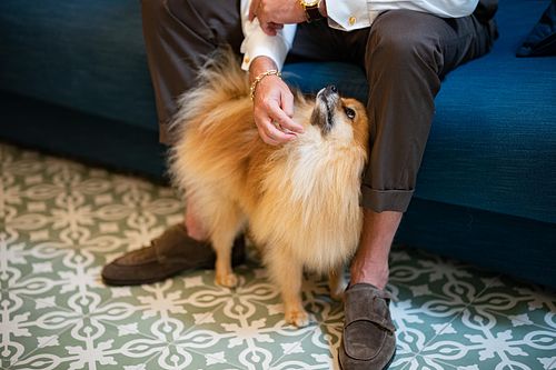 "sposo si prepara e carezza il cane volpino"